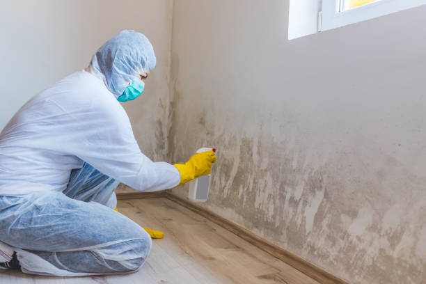 Licensed Mold Removal service in Ridgefield, NJ - Car Mold Remediation